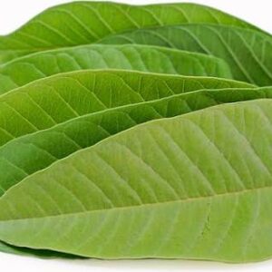 Guava Leaves