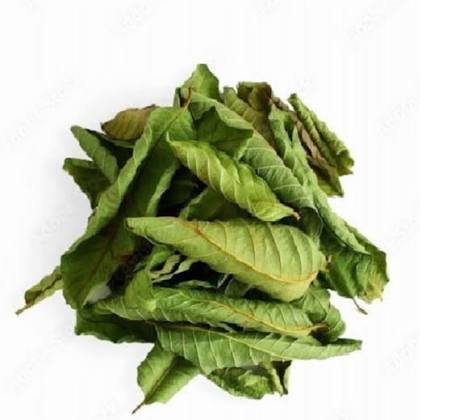 Guava Leaves - Image 2