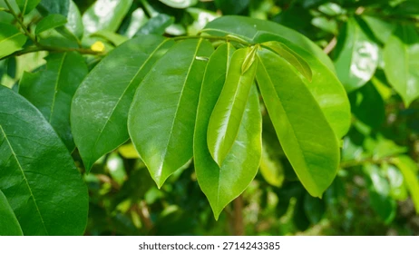 Soursop Leaves - Image 3