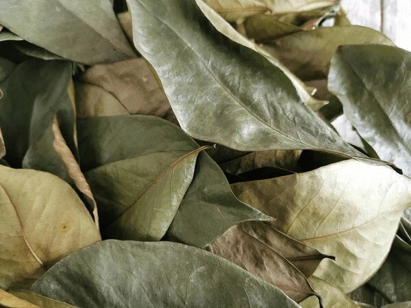 Soursop Leaves - Image 5