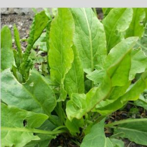 Frozen Sorrel Leaves