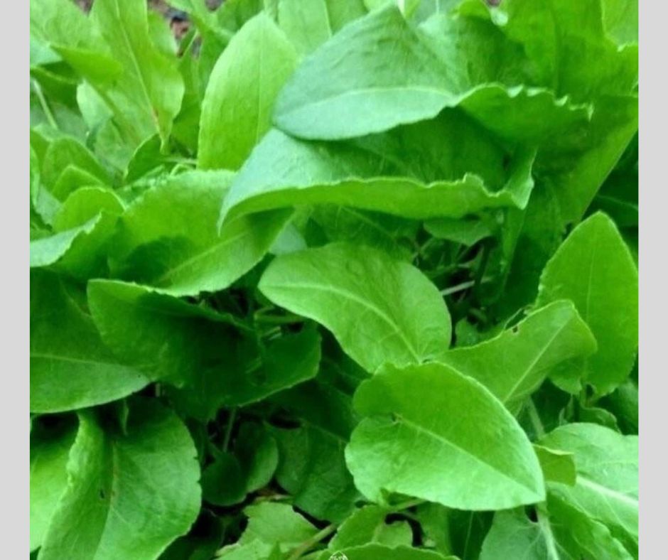Frozen Sorrel Leaves - Image 2